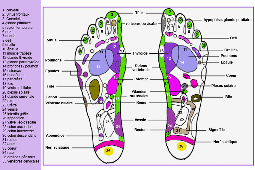 zones réflexes des pieds